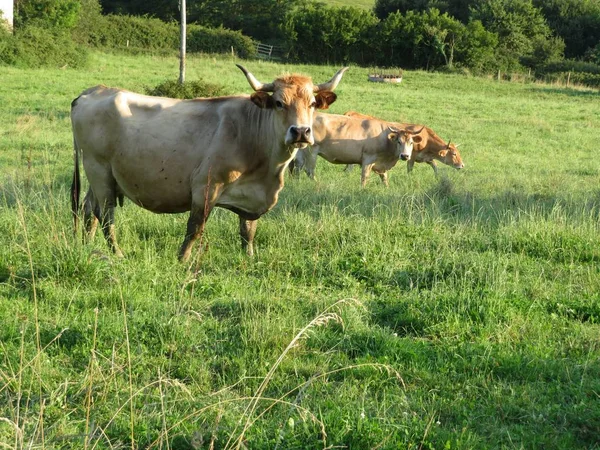 들에 있는 소들이 풀을 먹고 있는 아름다운 사진 — 스톡 사진