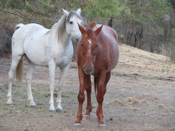 Prachtige foto van paard van grote schoonheid en grootte — Stockfoto