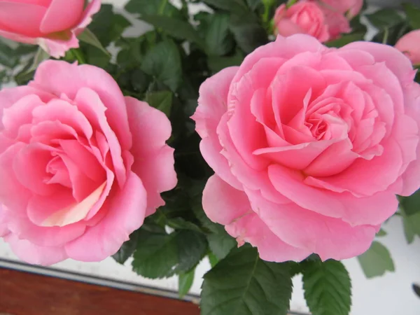 Mooie foto van bloemen van grote schoonheid en goede geur — Stockfoto