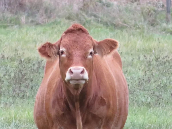 Imagem bonita de vaca de grande beleza e tamanho — Fotografia de Stock