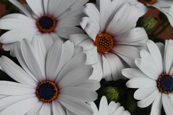 Mooie bloemen van een ongelooflijke kleur en een bijzondere geur — Stockfoto