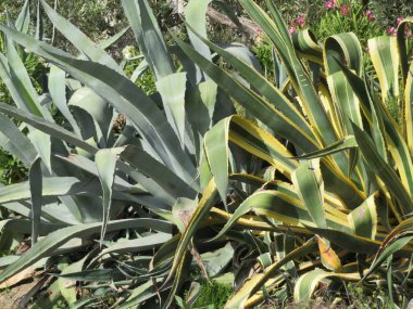 Kesinti zamanlarını süslemek için dikenleri olan güzel büyük bitkiler.