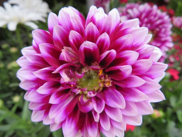 Lindas flores com cores muito intensas e cor é agradável aos olhos — Fotografia de Stock