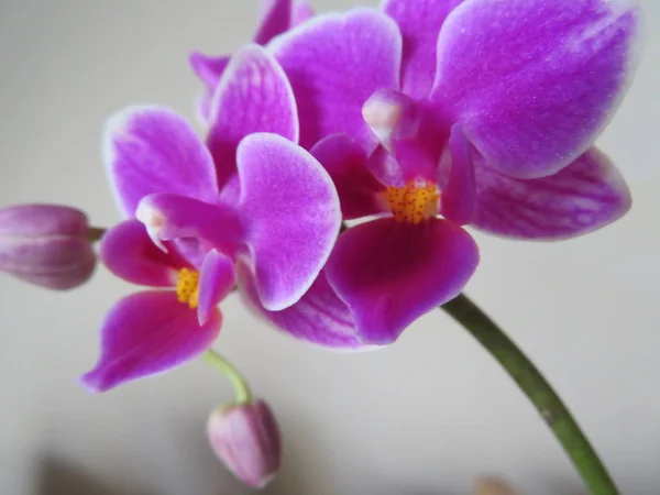 Yoğun renk ve güzellik bir sürü güzel orkide mesken — Stok fotoğraf