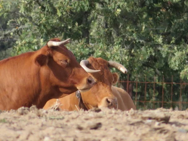 Schönes Foto von Kühen auf dem Feld, die Gras essen — Stockfoto