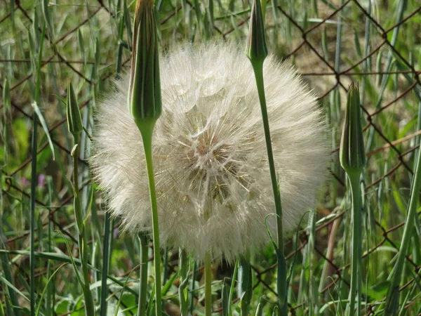 Mooie paardebloem groot formaat te wachten voor de lucht te reizen — Stockfoto