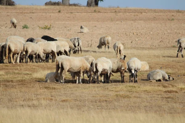 Beau mouton dans le grand champ blanc — Photo