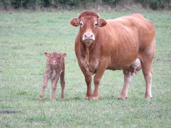 Imagem bonita de vaca de grande beleza e tamanho — Fotografia de Stock