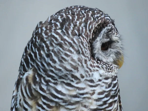 Mooie foto van roofvogels van grote omvang en penetrerende Stare — Stockfoto