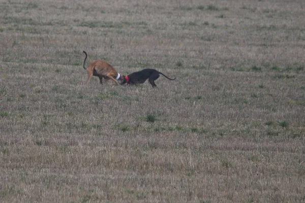 Impresionantes fotos de perros españoles cazando la liebre en campo abierto —  Fotos de Stock