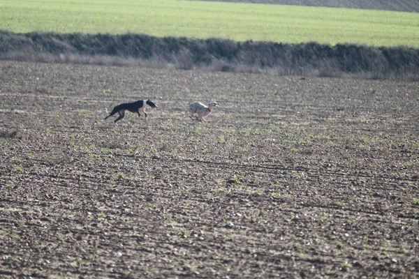 Belle journée de chasse avec des chiens qui courent derrière le lièvre essayant de le ramasser — Photo