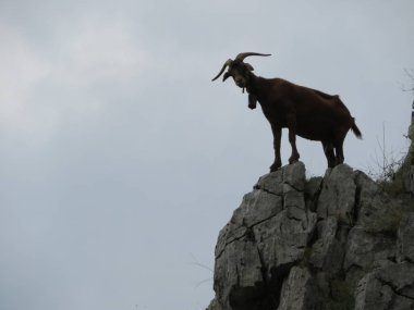 Güzel keçiler özgürce tarlanın ve dağın otlarını yiyorlar.