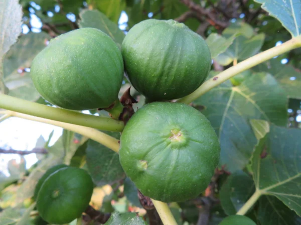 Hermosa fruta natural saludable higo verde postre — Foto de Stock
