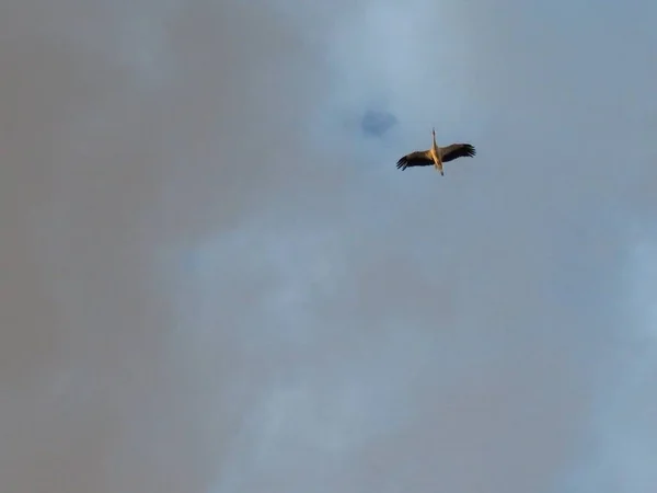 Bellissimi uccelli che volano nel cielo blu con le nuvole — Foto Stock