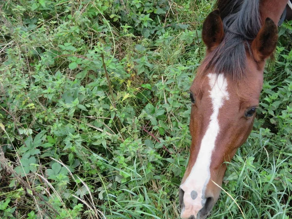 Beautiful picture of horse of great beauty and size — Stock Photo, Image