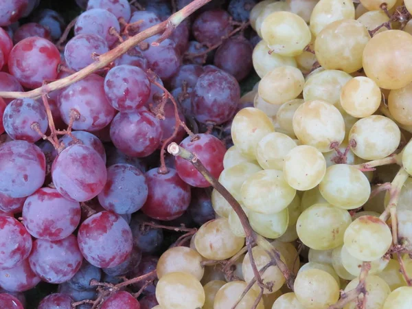 Gyönyörű fürtök különböző színű és természetes ízű szőlőből — Stock Fotó