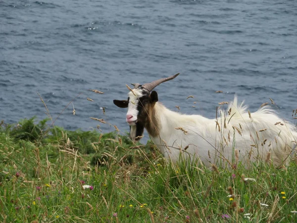 Schöne Ziegen in Freiheit fressen Gras vom Feld und vom Berg — Stockfoto