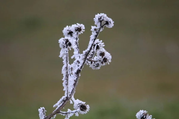 非常に寒い木々を凍らせて美しい霜 — ストック写真