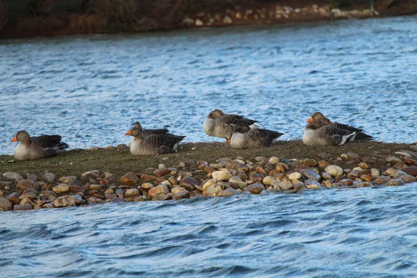 Belos patos tomando banho de sol e nadando na água — Fotografia de Stock