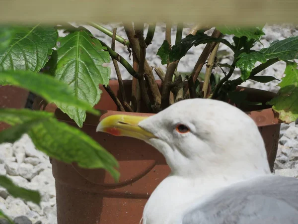 Gaivota bonita Olhando para a comida porque ele está com fome — Fotografia de Stock