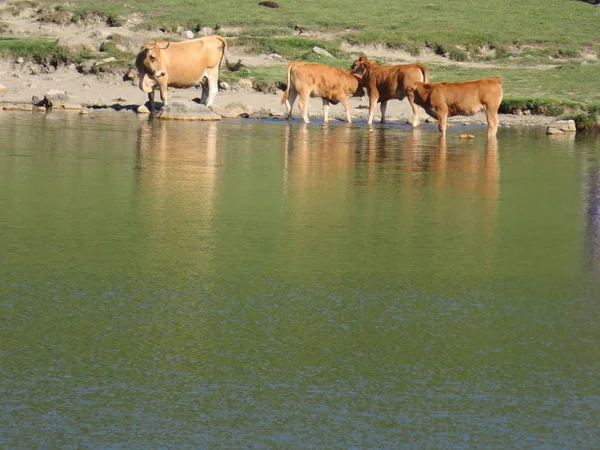 Gyönyörű nagy tehenek és jól táplált a zöld legelők a hegy — Stock Fotó