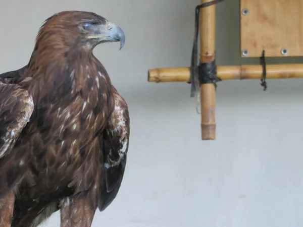 Mooie foto van roofvogels van grote omvang en penetrerende Stare — Stockfoto