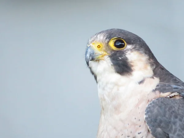 Mooie foto van roofvogels van grote omvang en penetrerende Stare — Stockfoto