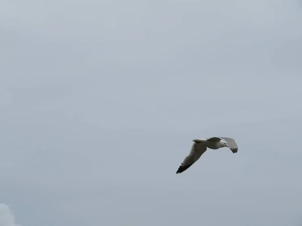 Beautiful gulls of great beauty and nice color mugging for the camera — Stock Photo, Image