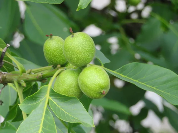 Hermosas frutas verdes incluso sin madurar no se pueden comer incluso — Foto de Stock