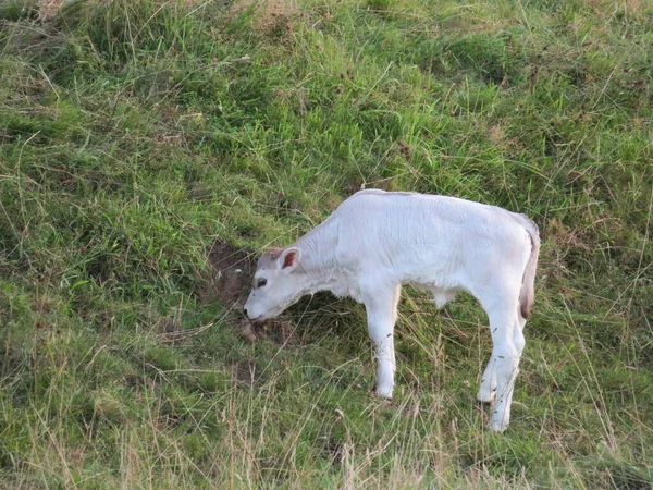 Schönes Foto Von Kühen Auf Dem Feld Die Gras Essen — Stockfoto