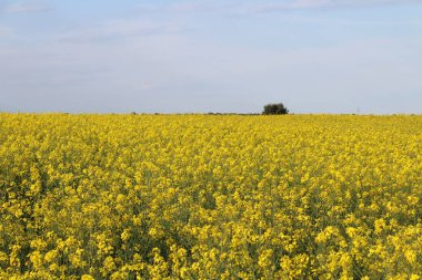 Büyük renk ve büyük aroması güzel sarı çiçekler