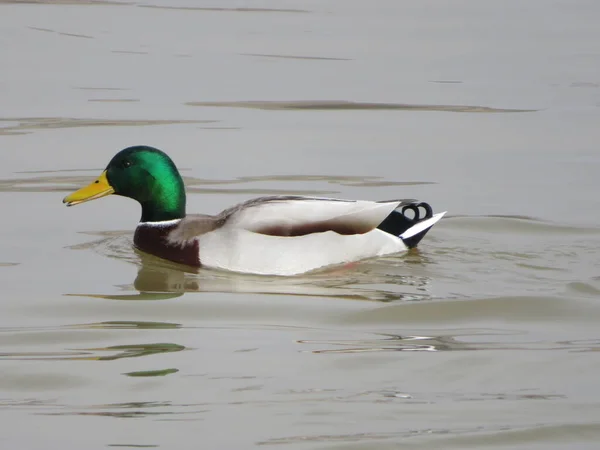 Bellissimi Uccelli Colorati Grandi Nuotatori Pescatori Sul Fiume — Foto Stock