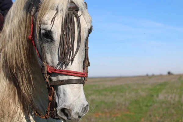 Bellissimo Cavallo Pronto Correre Con Cani Dietro Lepri — Foto Stock