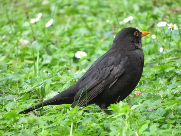 Bel Oiseau Dans Herbe Profitant Soleil — Photo