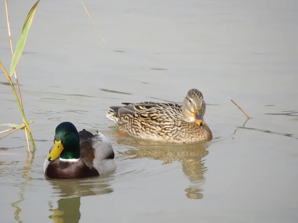 Güzel renkli kuşlar Nehirde büyük yüzücüler ve balıkçılar