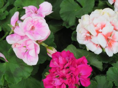 Yoğun renklerde ve muhteşem güzellikte güzel çiçekler.