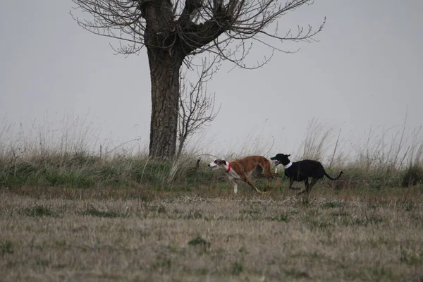 Потрясающие Фотографии Собак Испанцев Охотящихся Зайца Открытом Поле — стоковое фото