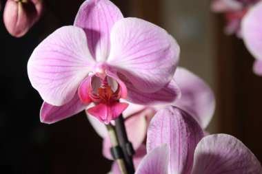 Zarif renkten güzel bir çiçek ve özel bir aroma.