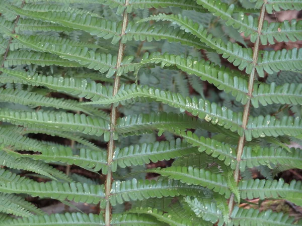 Beautiful Ferns Nice Color Very Moist — Stock Photo, Image