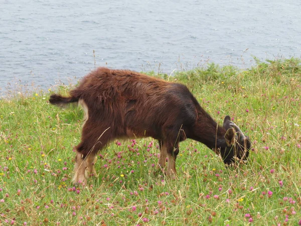 Güzel Keçiler Özgürce Tarlanın Dağın Otlarını Yiyorlar — Stok fotoğraf