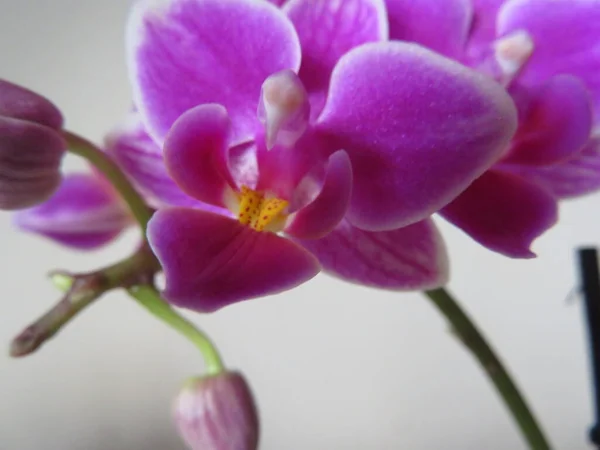 Yoğun Renk Güzellik Bir Sürü Güzel Orkide Mesken — Stok fotoğraf