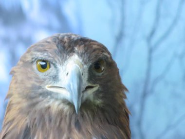 Büyük boy ve delici bakışları yırtıcı kuşların güzel resmi