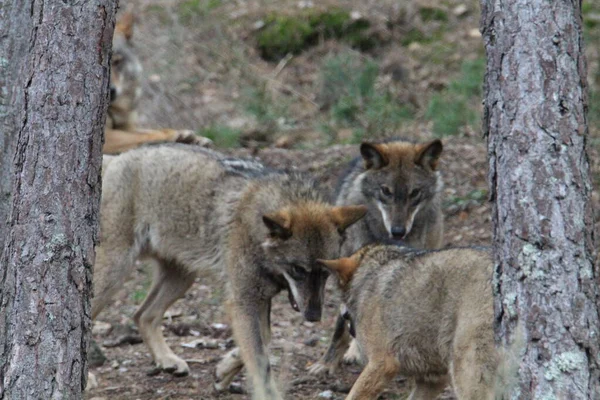 Прекрасные Иберийские Волки Горе Играют Стае Готовясь Охоте — стоковое фото