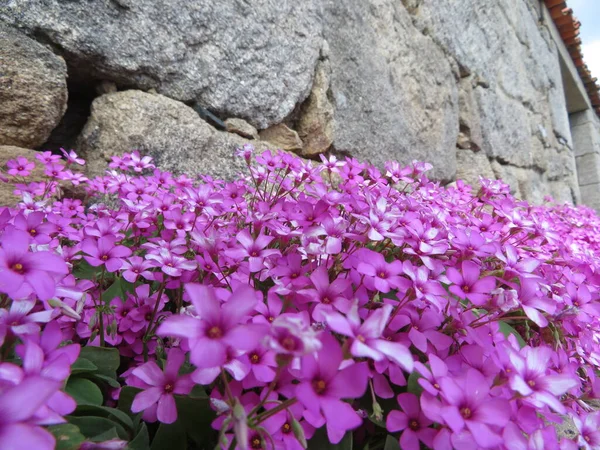 Mooie Bloemen Van Een Ongelooflijke Kleur Een Bijzondere Geur — Stockfoto