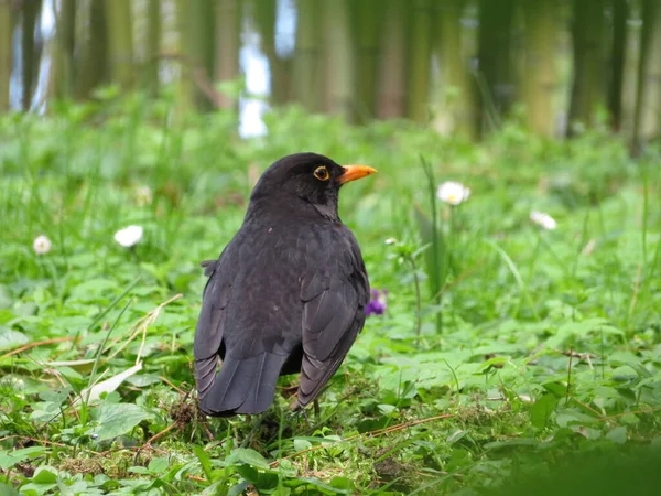 Hermoso Pájaro Hierba Disfrutando Del Sol — Foto de Stock