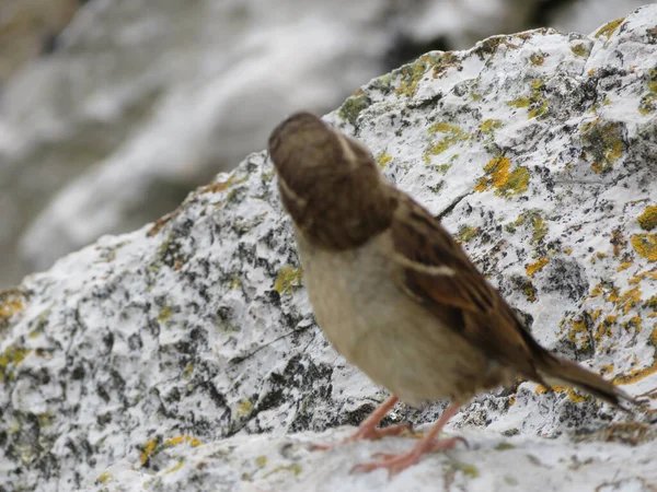 Beautiful Sparrows Great Beauty Nice Color Mugging Camera — Stock Photo, Image