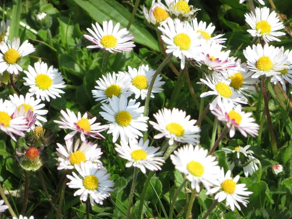 Mooie Bloemen Van Intense Kleuren Van Grote Schoonheid — Stockfoto