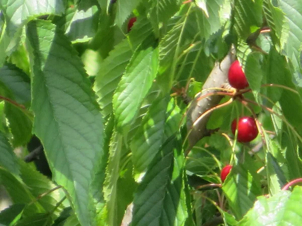 Hermosas Cerezas Color Rojo Intenso Exquisito Sabor —  Fotos de Stock