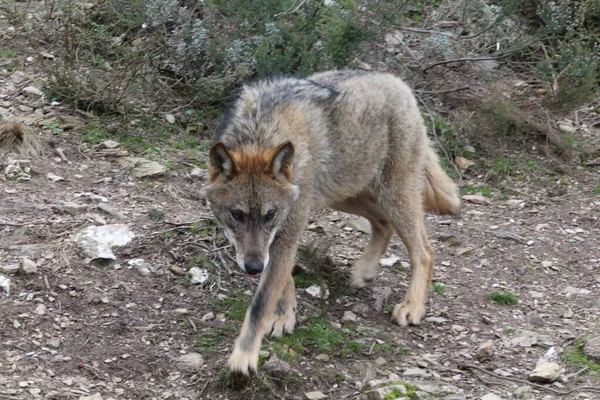 İber, hayvan, vahşi, Avrupa, İspanya, gri, etobur, doğa, memeli, fauna, orman, kurt, lupus, gri, İspanyol, hayvanat bahçesi, avrupa, Portekiz, ahşap, doğal, iberya, vahşi yaşam, yaşam, bir, yarımada, alt türler, hayvanlar, iki, çift.