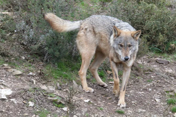 iberian, animal, wild, europe, spain, gray, carnivore, nature, mammal, fauna, forest, wolf, lupus, grey, spanish, zoo, european, portugal, wood, natural, iberia, wildlife, life, one, peninsula, subspecies, animals, two, couple